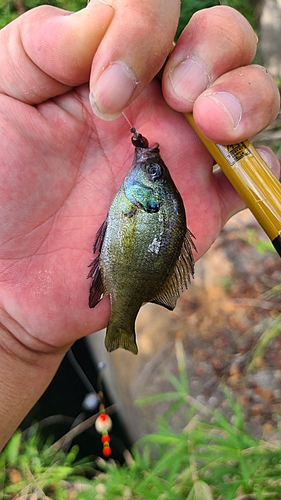 ブルーギルの釣果