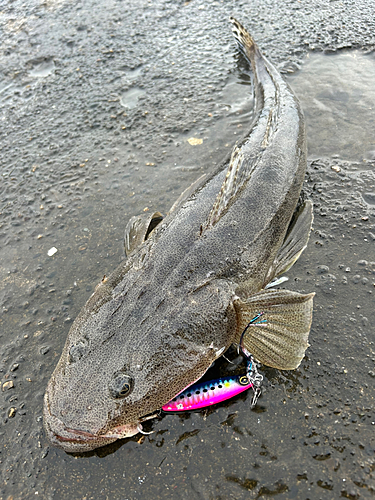 マゴチの釣果