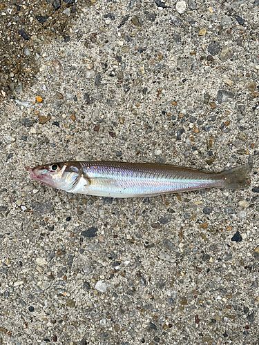 キスの釣果