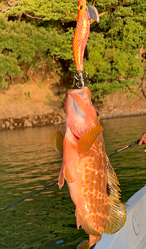 アコウの釣果