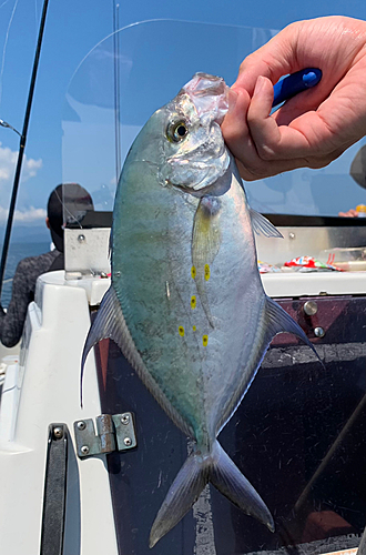 ナンヨウカイワリの釣果