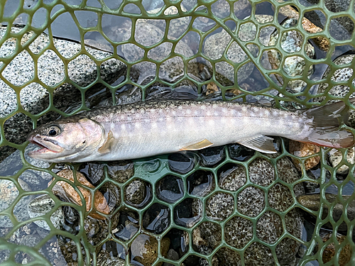 イワナの釣果