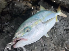 イナダの釣果