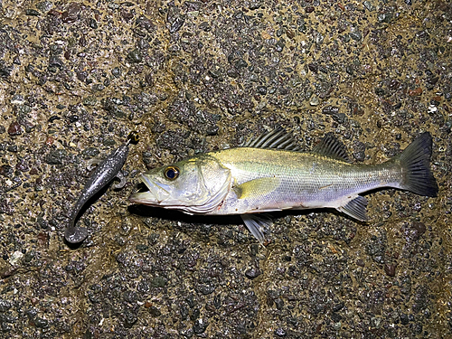 スズキの釣果