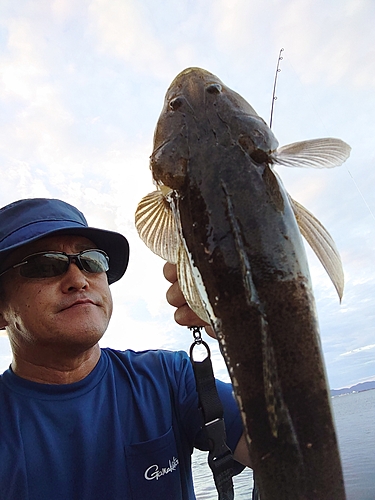 マゴチの釣果