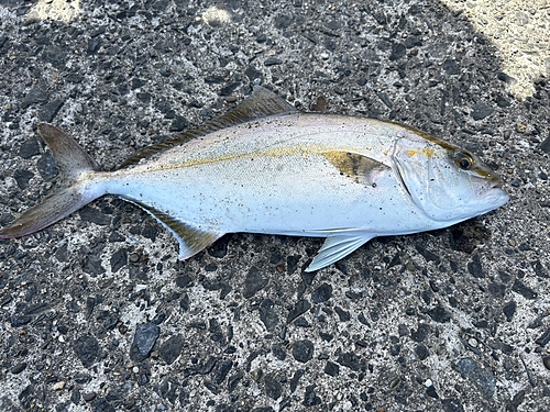 ショゴの釣果