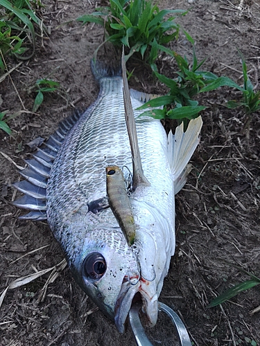 キビレの釣果