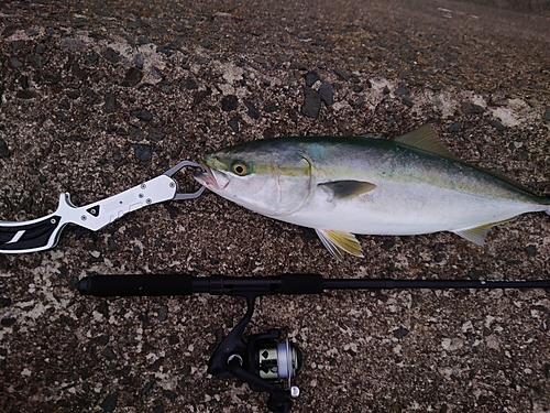 イナダの釣果