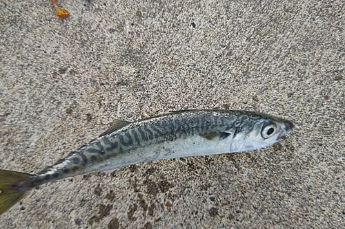 サバの釣果