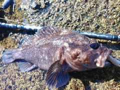 ハチガラの釣果