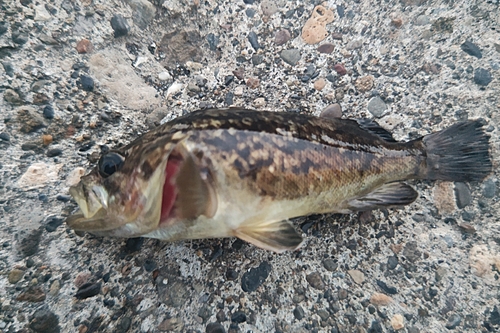 クロソイの釣果