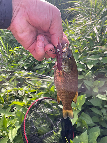 スモールマウスバスの釣果