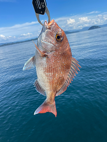 タイの釣果