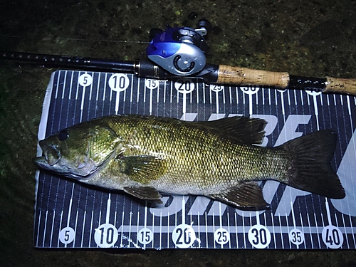 スモールマウスバスの釣果