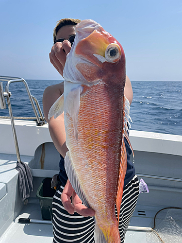 アカアマダイの釣果