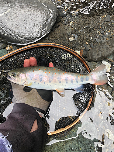 アマゴの釣果