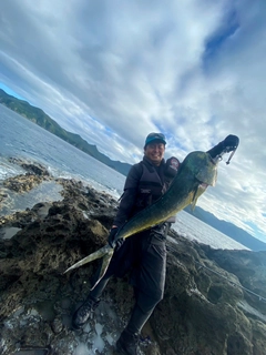 シイラの釣果