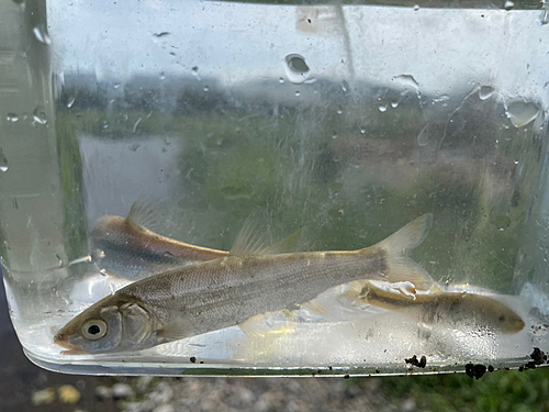 ウグイの釣果