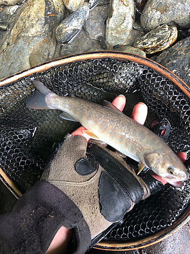 イワナの釣果