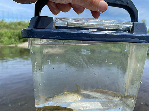 ウグイの釣果