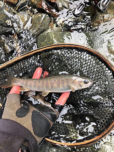 イワナの釣果