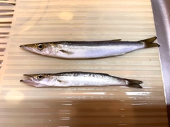 カマスの釣果