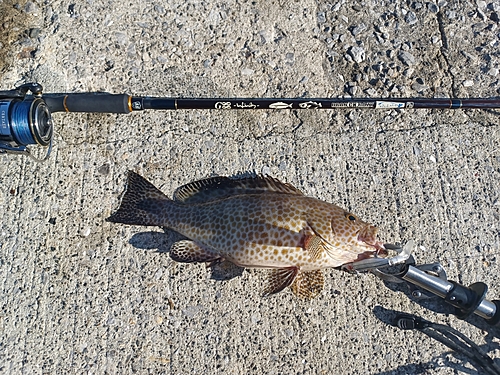 オオモンハタの釣果