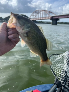 ラージマウスバスの釣果