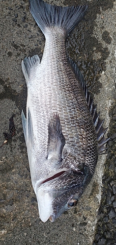 チヌの釣果