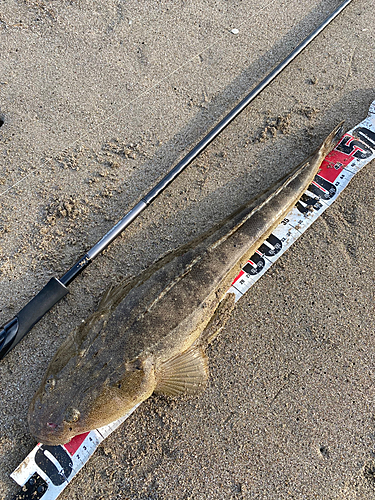 マゴチの釣果