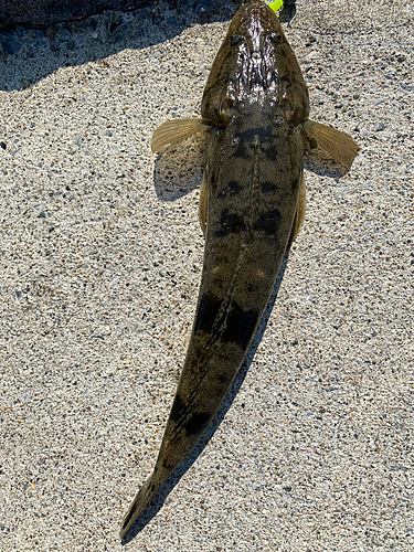 マゴチの釣果