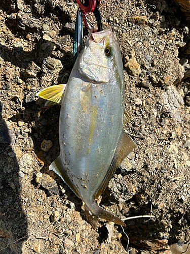 ネリゴの釣果