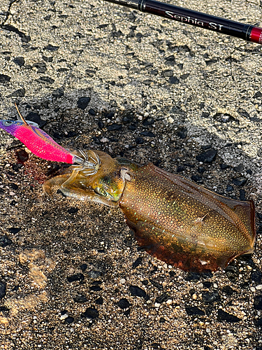 アオリイカの釣果