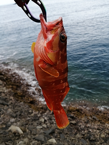 アカハタの釣果