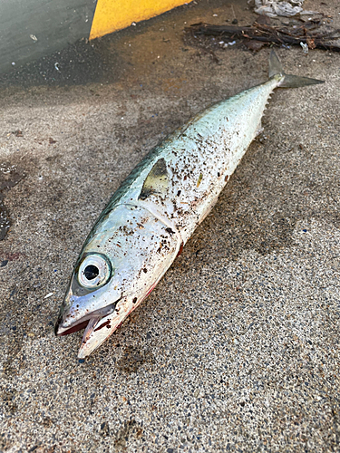 サバの釣果