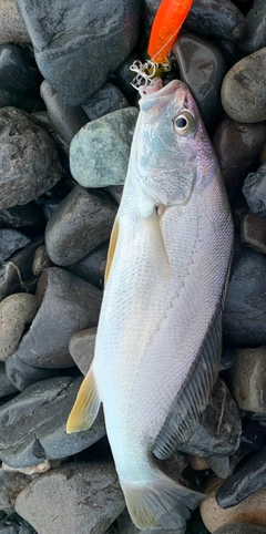 ニベの釣果