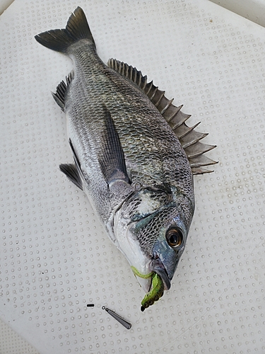 クロダイの釣果