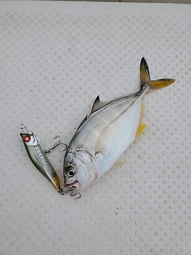 釣果