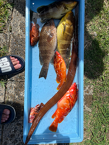 アオハタの釣果