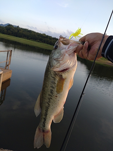 ブラックバスの釣果