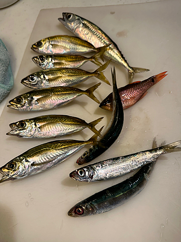 アジの釣果