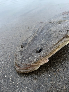 マゴチの釣果