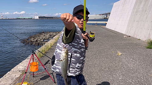 セイゴ（マルスズキ）の釣果