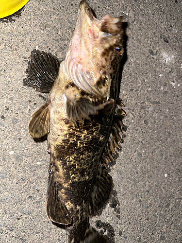 ベッコウゾイの釣果