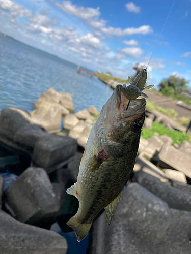 ラージマウスバスの釣果