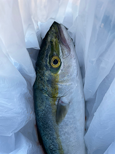 イナダの釣果