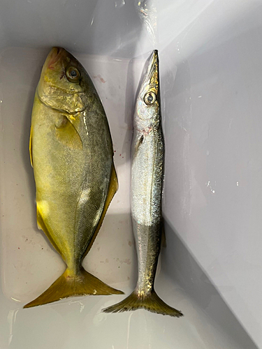 ショゴの釣果