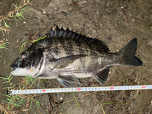 クロダイの釣果