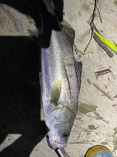 シーバスの釣果