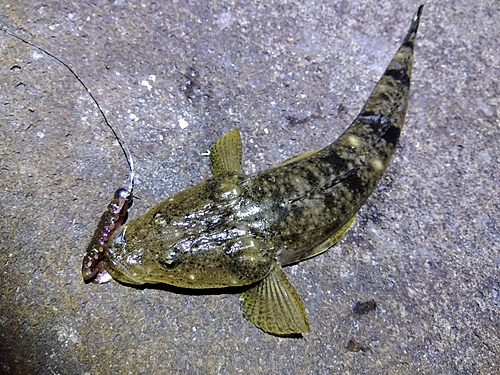 マゴチの釣果